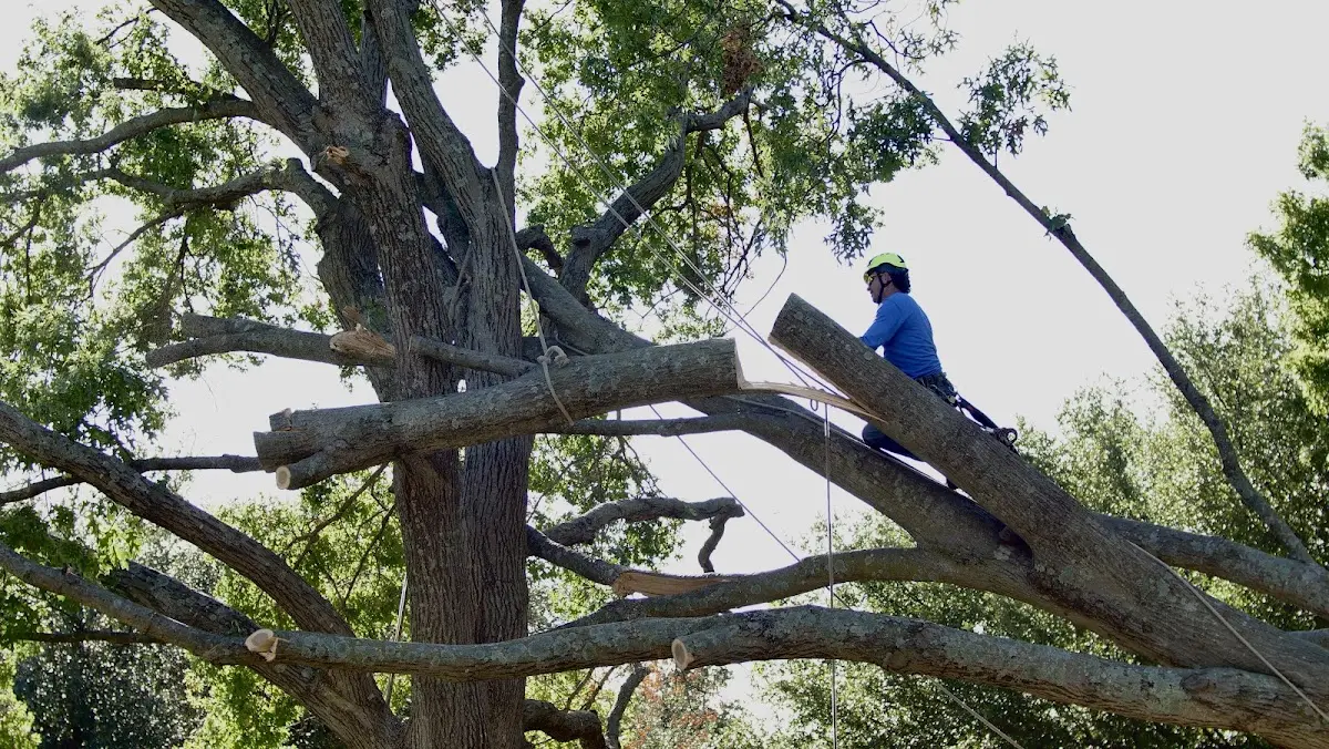 Professional Crown Thinning performed by certified arborists in Dalton